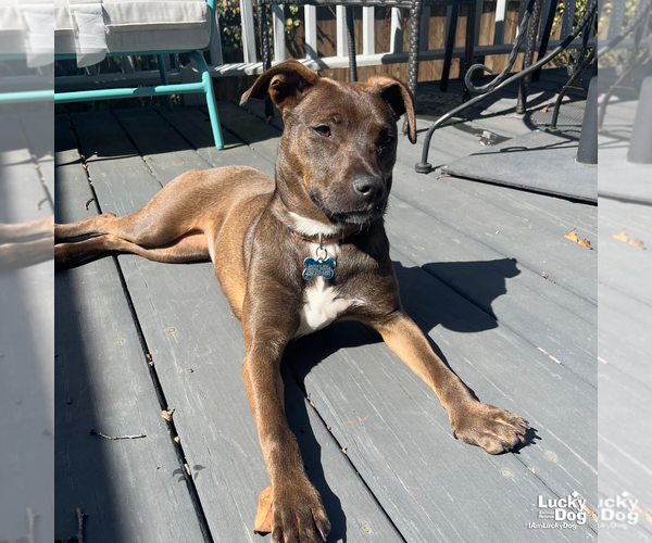 Medium Photo #7 Labrador Retriever-Unknown Mix Puppy For Sale in Washington, DC, USA