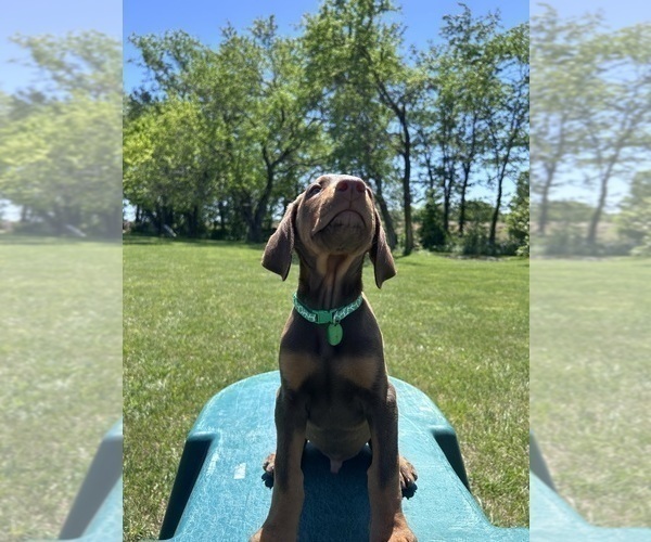 Medium Photo #2 Doberman Pinscher Puppy For Sale in BROOKFIELD, MO, USA