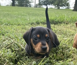 Dachshund Puppy for sale in GREENVILLE, KY, USA
