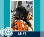 Levi (The L Train) 100326 - Male Labrador Retriever-Unknown Mix Dog for Adoption - Small photo