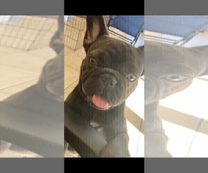 French Bulldog Puppy for sale in LAKELAND, FL, USA