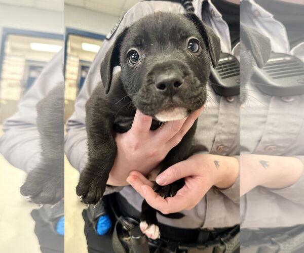 Medium Photo #13 Staffordshire Bull Terrier-Unknown Mix Puppy For Sale in Princeton, MN, USA