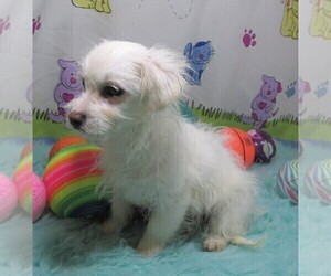 Mother of the Maltipoo puppies born on 04/01/2025