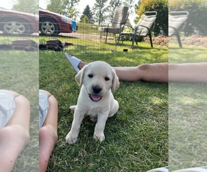 Labrador Retriever Puppy for sale in JUDA, WI, USA