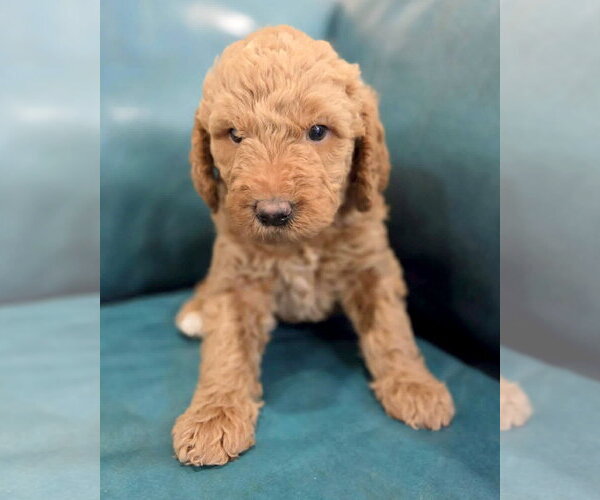 Medium Photo #1 Goldendoodle Puppy For Sale in Corona, CA, USA