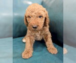 Small Goldendoodle