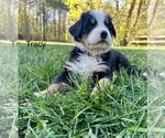 Small #7 Bernese Mountain Dog