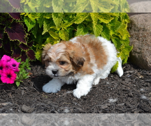 Medium Photo #3 Mal-Shi Puppy For Sale in GREENWOOD, WI, USA