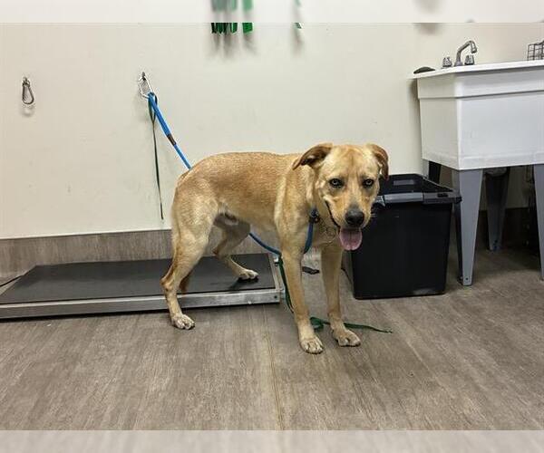 Medium Photo #1 Labrador Retriever-Unknown Mix Puppy For Sale in Pasadena, CA, USA