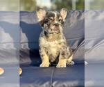 Small Photo #28 French Bulldog Puppy For Sale in LOS ALTOS, CA, USA