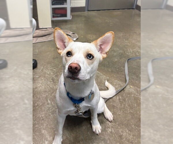 Medium Photo #1 Pomsky Puppy For Sale in Waterford, VA, USA