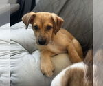 Small #3 Mutt