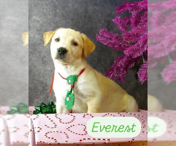 Medium Photo #5 Mutt Puppy For Sale in San Diego, CA, USA