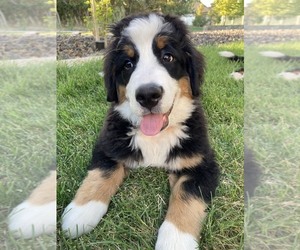 Bernese Mountain Dog Puppy for sale in LAYTON, UT, USA