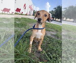 Small #3 Black Mouth Cur Mix
