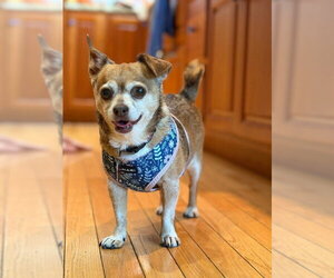 Chihuahua Dogs for adoption in East Derry, NH, USA