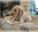 Small Photo #4 Goldendoodle Puppy For Sale in BROOKS, OR, USA