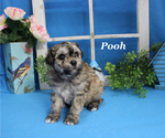 Small #13 Poodle (Toy)