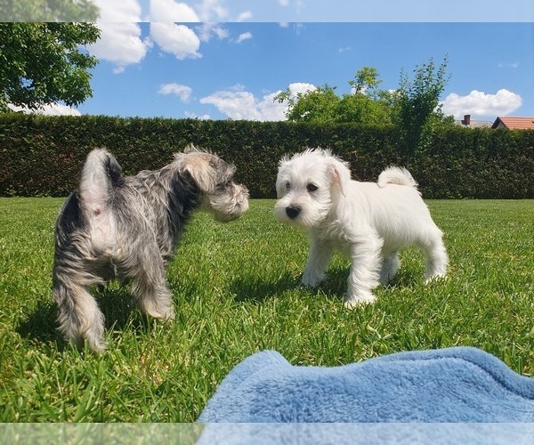 Medium Photo #4 Schnauzer (Miniature) Puppy For Sale in Hatvan, Heves, Hungary