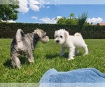 Small #3 Schnauzer (Miniature)