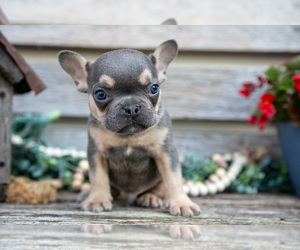 Medium French Bulldog