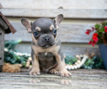 Puppy Shadow French Bulldog