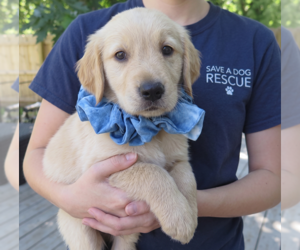 Medium Photo #4 Golden Retriever Puppy For Sale in Grovertown, IN, USA
