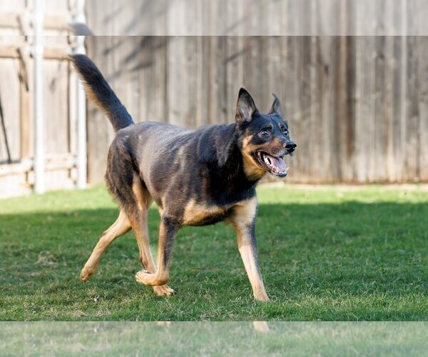 Medium Photo #8 Shepweiller Puppy For Sale in McKinney, TX, USA