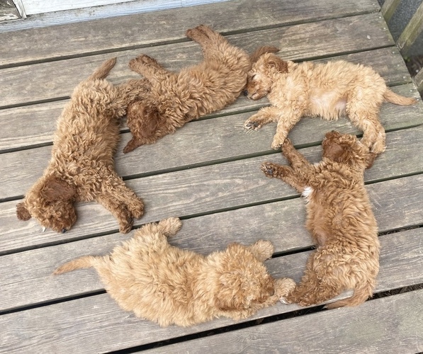 Medium Photo #23 Poodle (Miniature) Puppy For Sale in RUDD, IA, USA