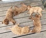 Small Photo #23 Poodle (Miniature) Puppy For Sale in RUDD, IA, USA