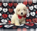 Hex - Male Bichpoo Puppy for Sale - Small photo