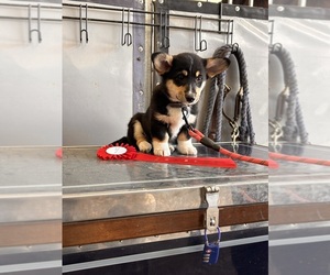 Pembroke Welsh Corgi Puppy for Sale in LONGMONT, Colorado USA