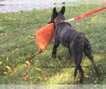 Small Photo #6 Dutch Shepherd Dog Puppy For Sale in SPENCERVILLE, IN, USA