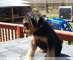 Small Photo #25 Airedale Terrier Puppy For Sale in CHARLESTOWN, IN, USA