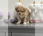 Image preview for Ad Listing. Nickname: AKC Louie