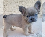 Small #6 French Bulldog