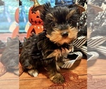 Small Photo #2 Yorkshire Terrier Puppy For Sale in DURHAM, CT, USA