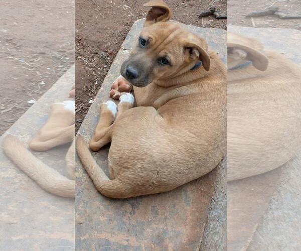 Medium Photo #1 Catahoula Leopard Dog-Unknown Mix Puppy For Sale in Social Circle, GA, USA