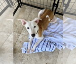 Small #2 Greyhound
