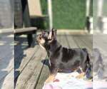 Small #4 French Bulldog