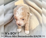 Image preview for Ad Listing. Nickname: Litter of 3