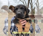 Small Photo #1 German Shepherd Dog Puppy For Sale in O FALLON, IL, USA