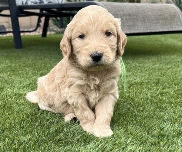Medium Photo #3 Goldendoodle Puppy For Sale in PHOENIX, AZ, USA