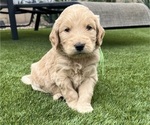 Small #2 Goldendoodle