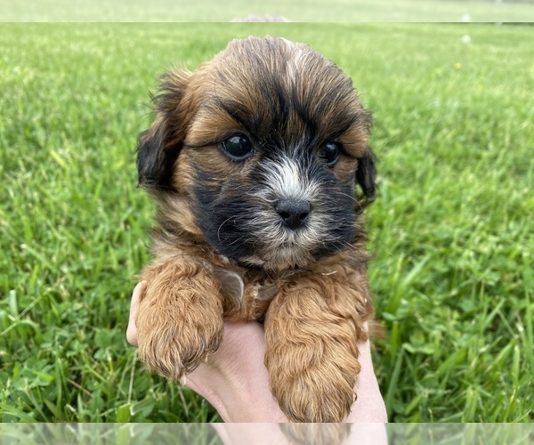 Medium Photo #3 ShihPoo Puppy For Sale in IRVINGTON, KY, USA