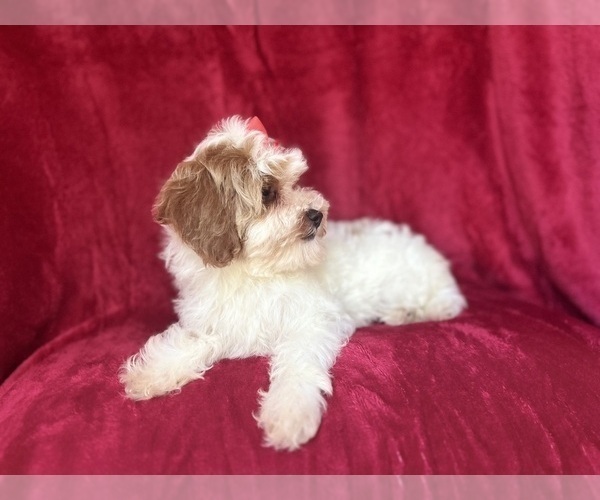 Medium Photo #8 Cock-A-Poo Puppy For Sale in LAKELAND, FL, USA
