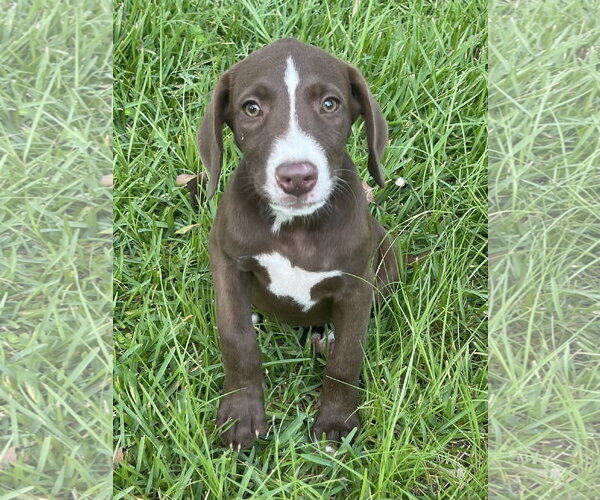 Medium Photo #1 Labrador Retriever-Unknown Mix Puppy For Sale in The Woodlands, TX, USA