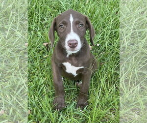 Labrador Retriever-Unknown Mix Dogs for adoption in The Woodlands, TX, USA