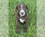 Small Labrador Retriever Mix