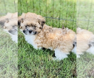 Zuchon Puppy for sale in COVINGTON, GA, USA